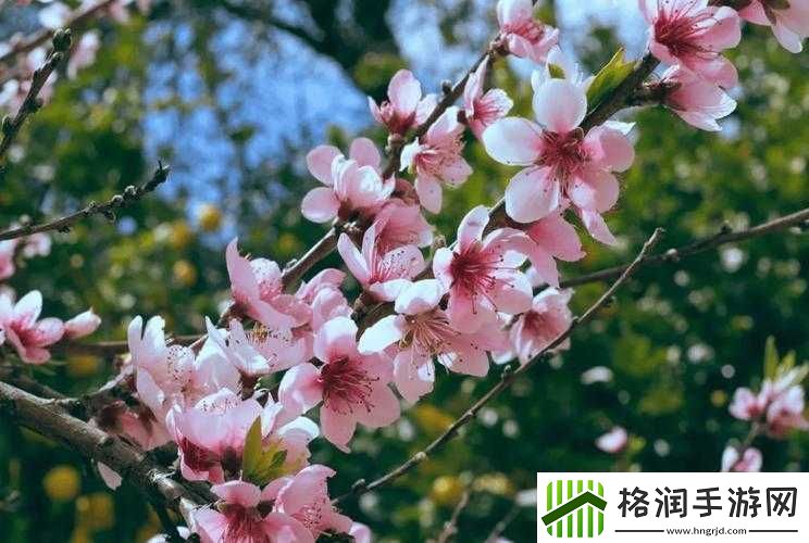 国色天香桃花朵朵开