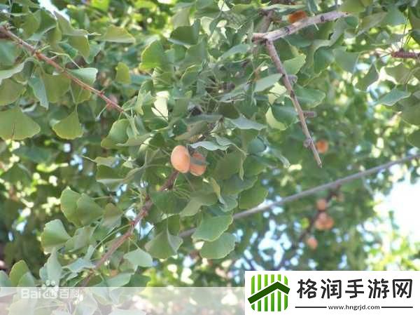 活化石起源于什么时候桦木被誉为木本植物里的活化石