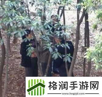 妙哉！中山小树中老年交易狂潮全球聚焦的幽默解读