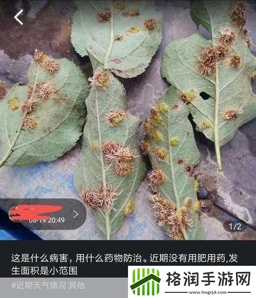 蚂蚁新村今日答案梨树