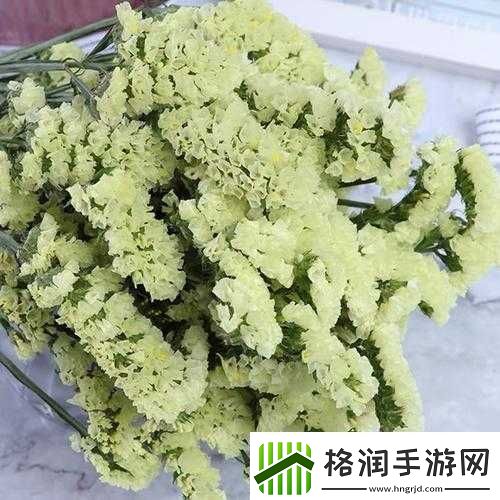 勿忘我配置需求有哪些