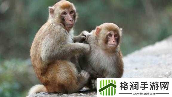 两只猴子能否成为夫妻