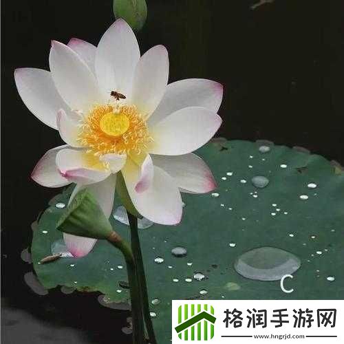 女人晚上莲花开的害处