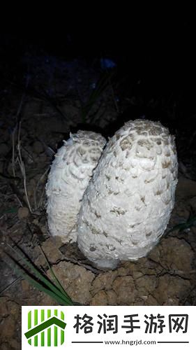 “巨无霸”黑长直