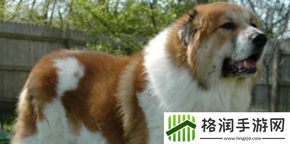 “中亚牧羊犬”听话记