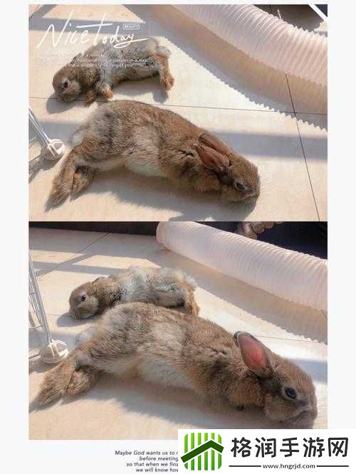 咬小兔兔是站着还是躺着