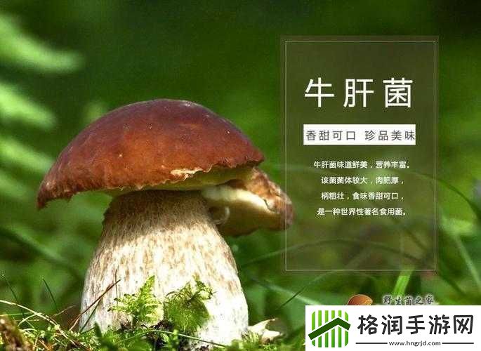 珊瑚岛牛肚菌获取方法