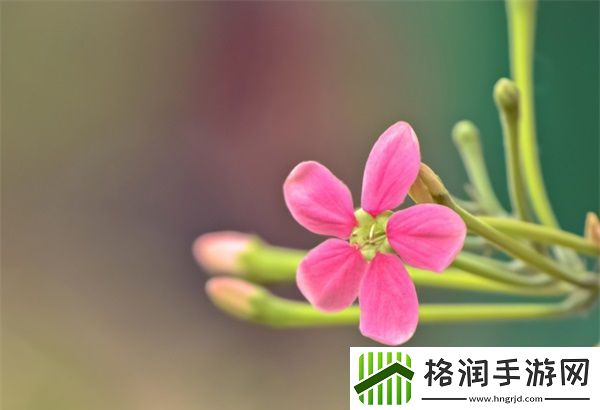 你晚上弄了好几个小雨伞数量有多少