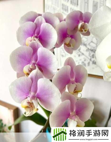 凌波仙子是水仙还是腊梅