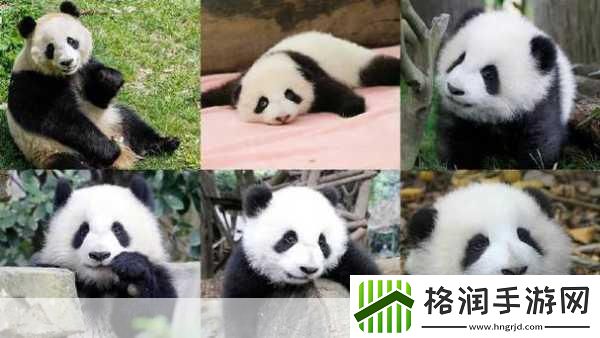 大熊猫会冬眠吗微博森林驿站今日答案