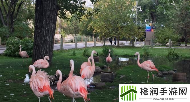 卡尔加里动物园