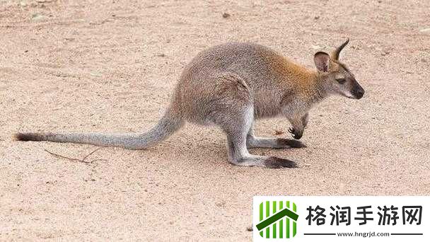 腹黑师兄的日常肉食动物不食草之探秘