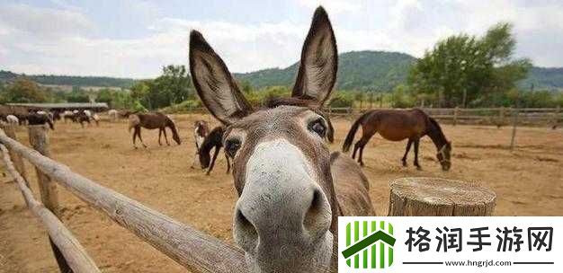 傻大壮长的驴一样的东西