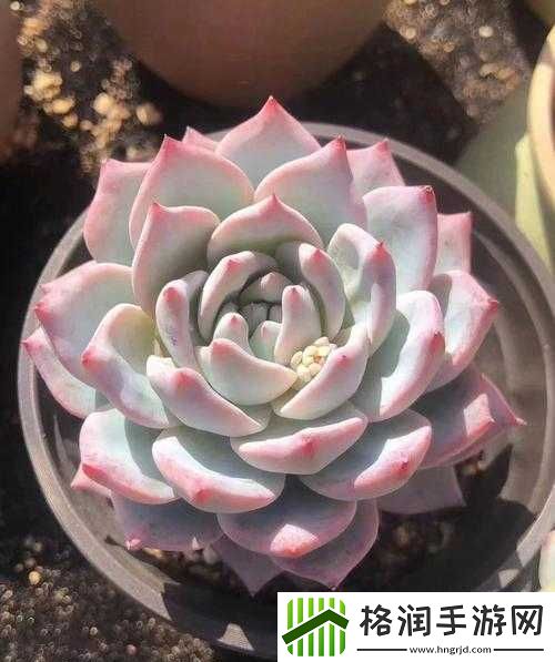 皇家共享小公主多肉怎么养