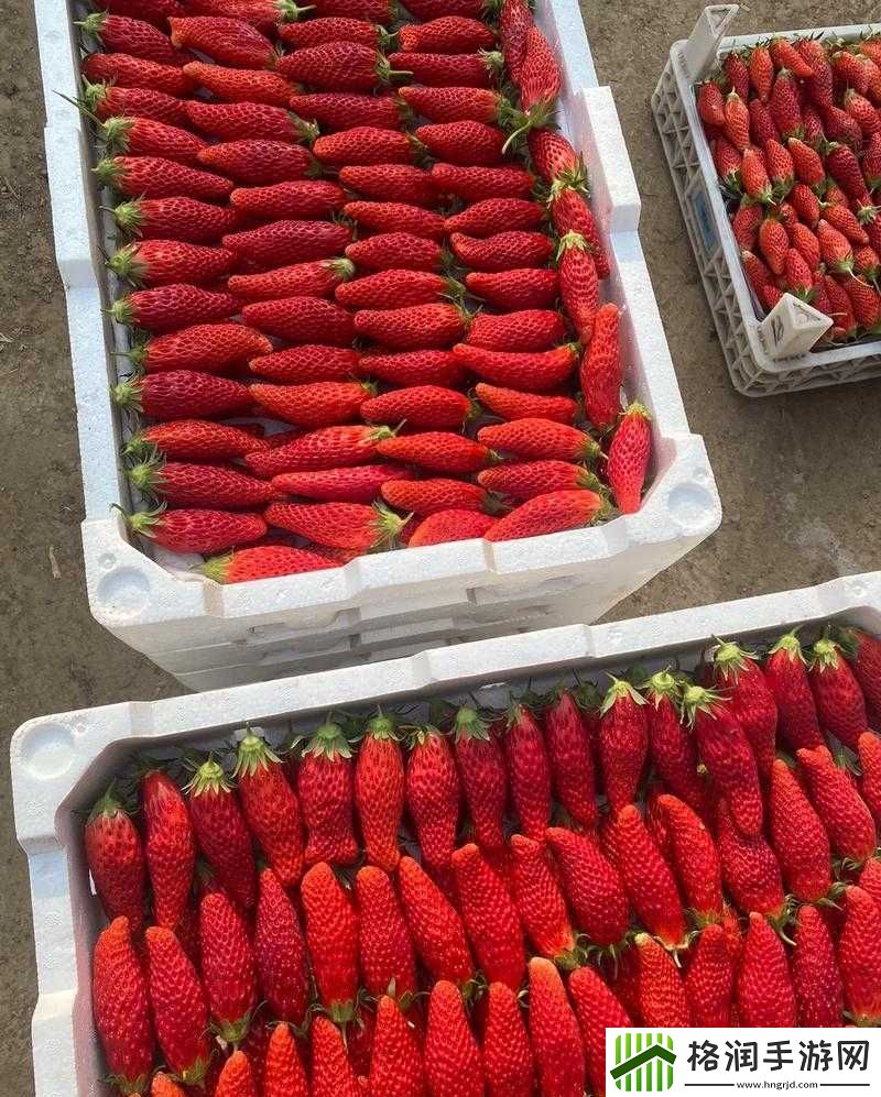 成都香蕉草莓科技有限公司