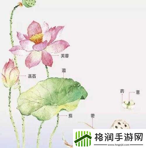 女性莲花开症状图片