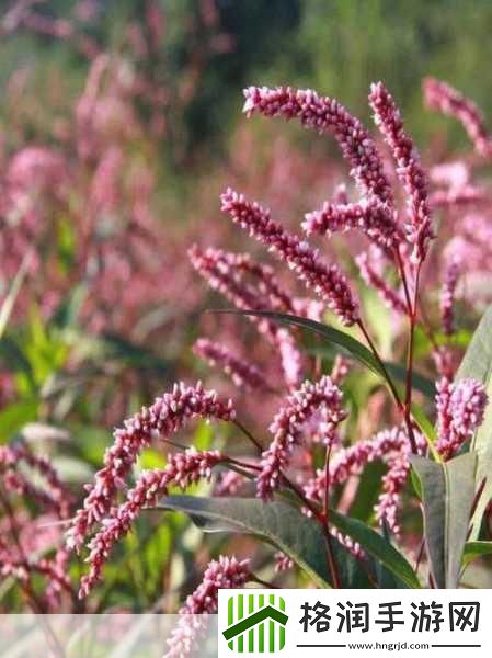 野花日本大全免费观看2019免费播放