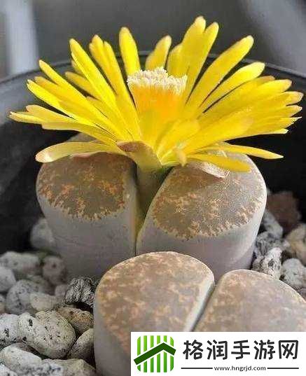 蘑菇头顶开花缝