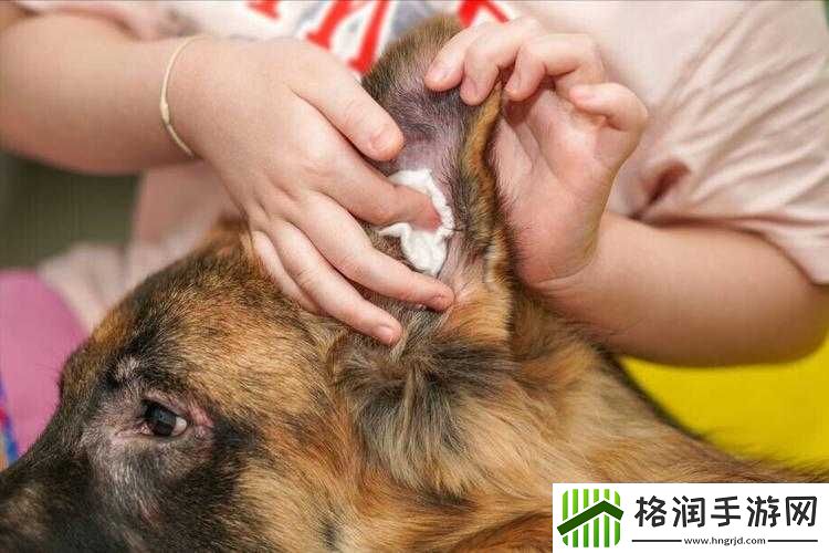 狗狗的东西又硬又烫又臭怎么办