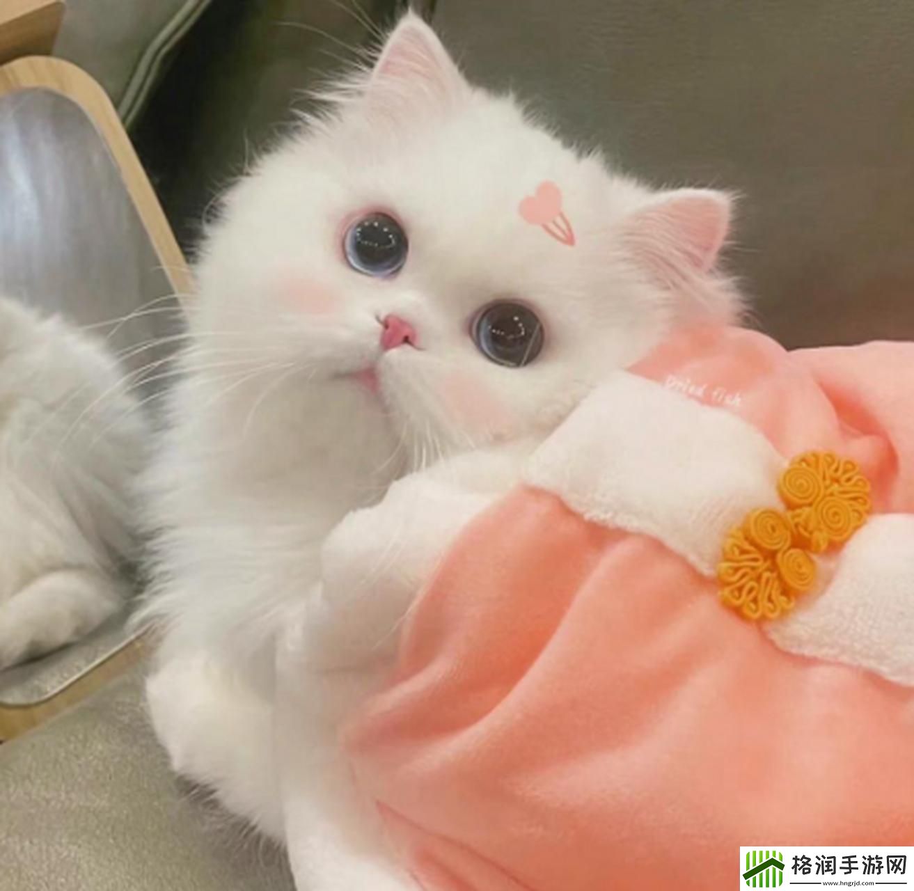 喵星人的秘密武器