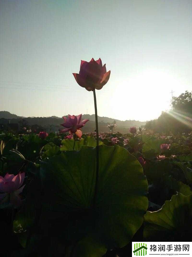 女性莲花开症状图片