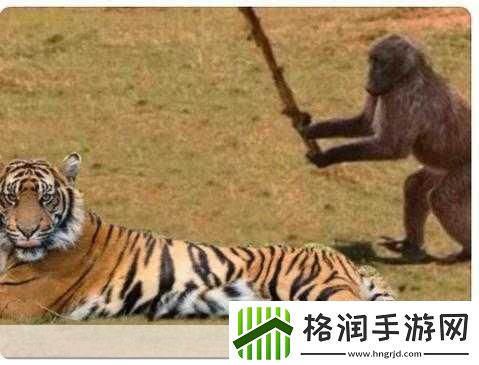 独家揭秘黑神话梗图狂欢