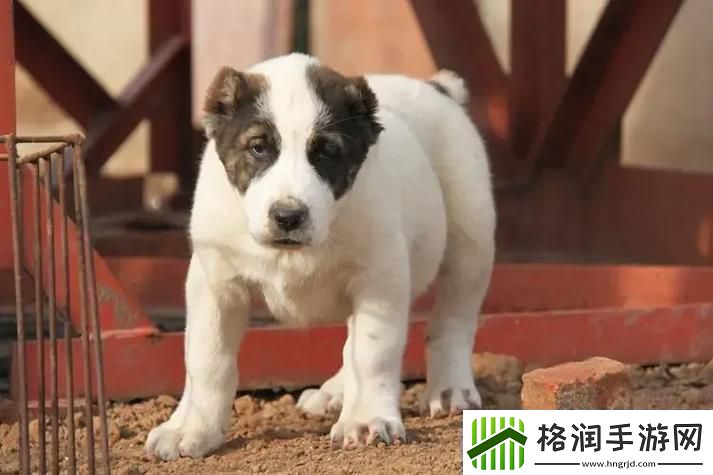 咳咳来啦!中亚犬种让你惊讶的新星登场!