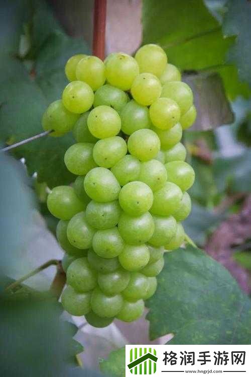 才一颗葡萄就疼成这样