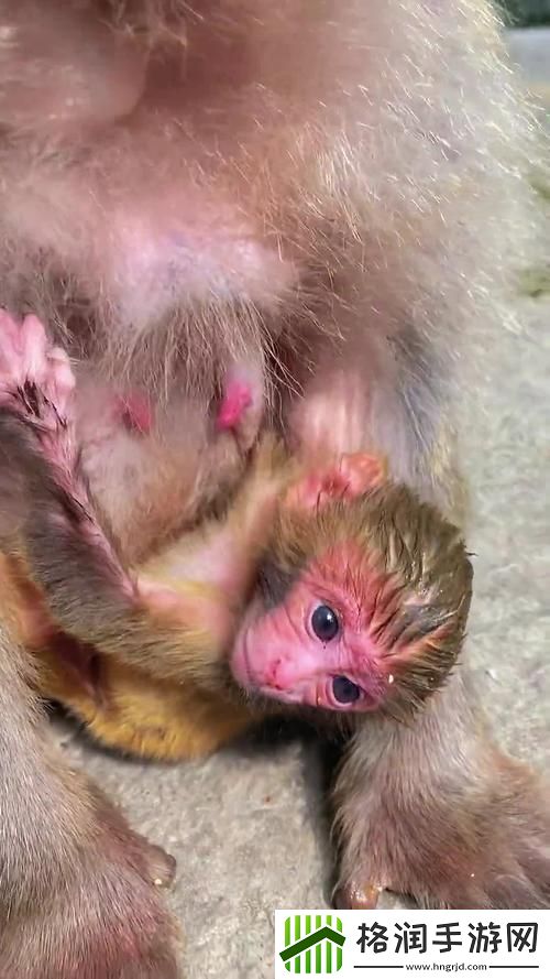 “猿”诞而非凡