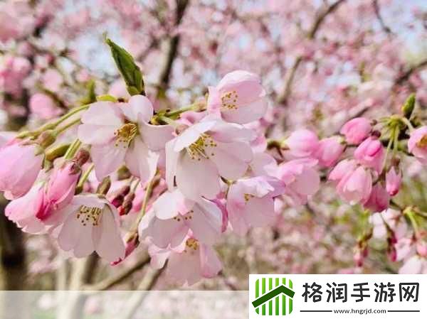 我可以深入了解你的樱花吗