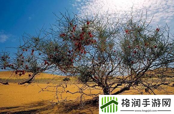 “唆唆”不是梭梭