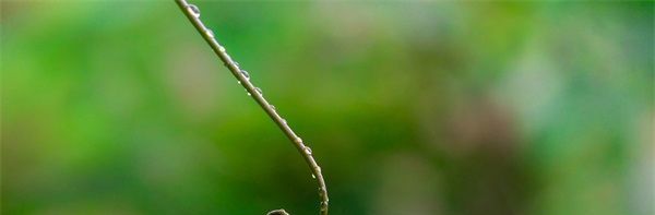 宠溺无边1v3双胞胎