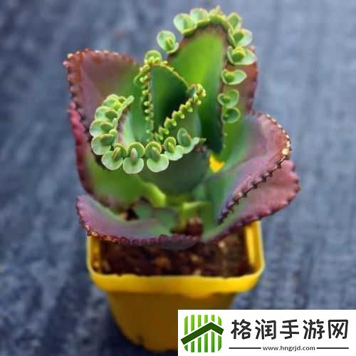 皇家共享小公主多肉养护技巧全解析