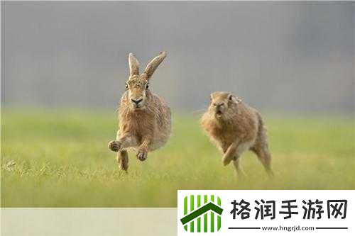 抓住海月的两只大白兔