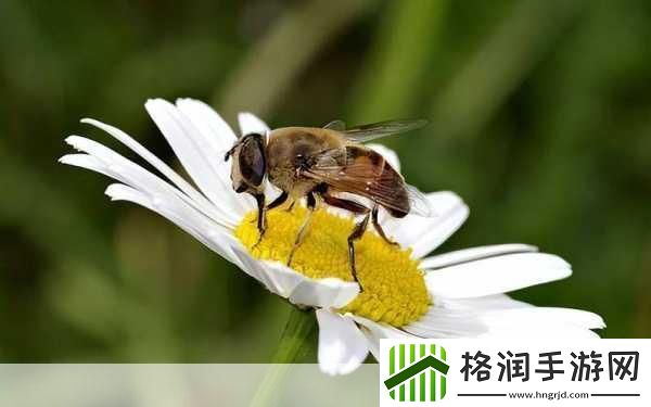 他的舌头探进蜜源毛毛虫说说视频