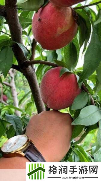 无人一区二区区别红桃