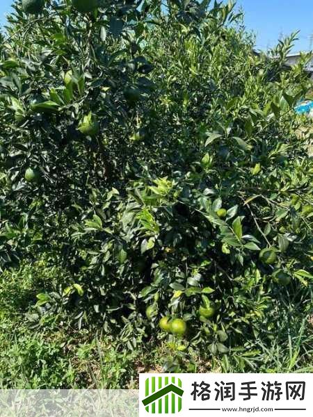 一线产区与二线产区比较分析论文