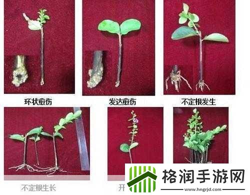 欧式45种扦插方式图片