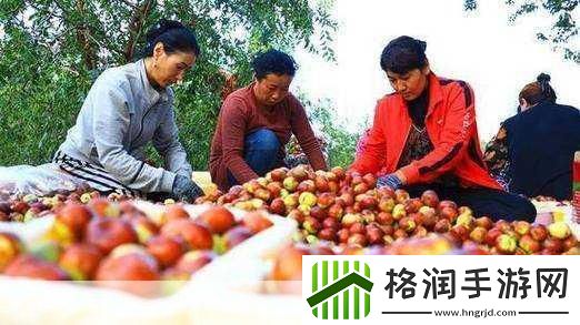 中国早熟红枣之乡