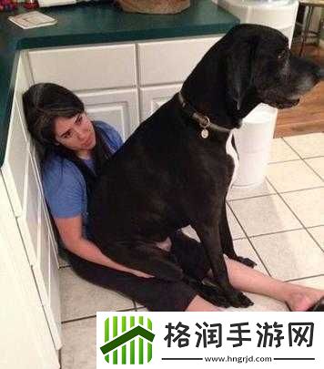 狗狗的东西又硬又烫又臭怎么办