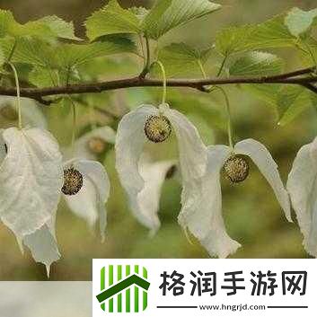 珙桐又被称为中国鸽子树