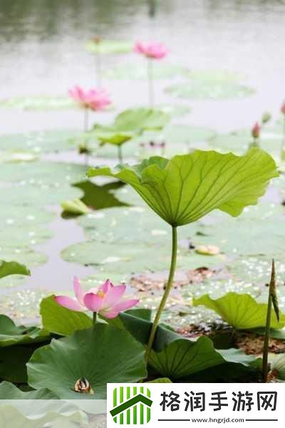 老人船上弄雨荷好吗