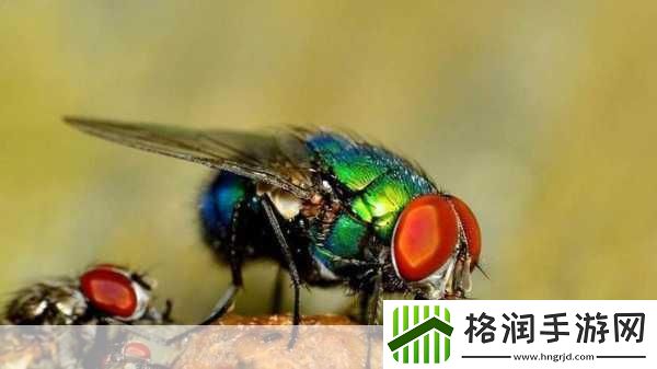 苍蝇停下来的时候总喜欢不停地搓手搓脚是在做什么