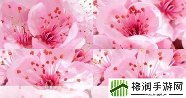 粉色视频免费高清观看3受欢迎程度非常高