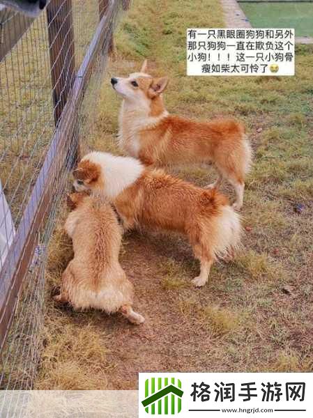 ZOOMSERVO兽狗牧场96