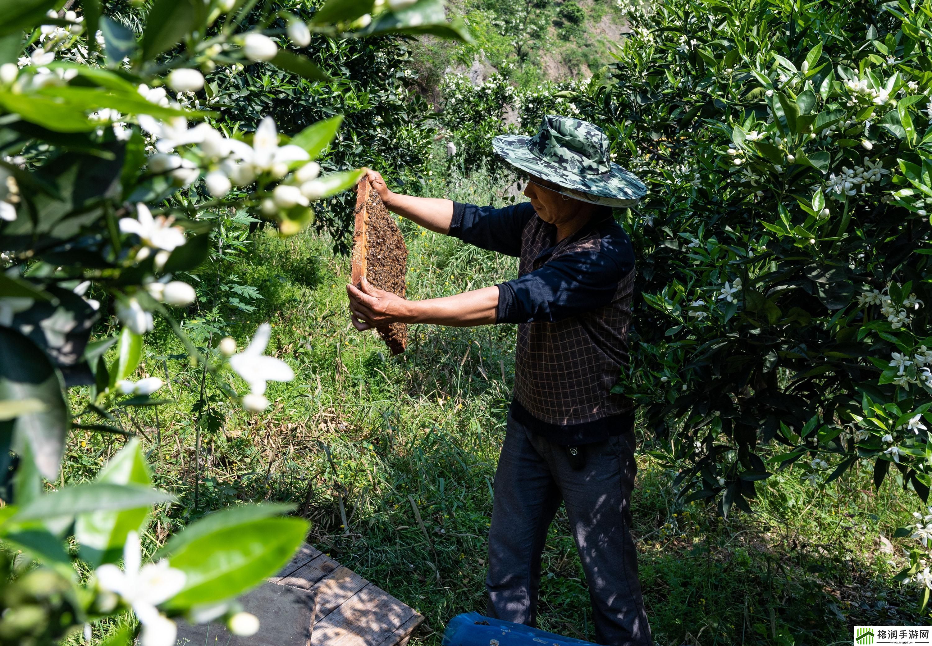 “采蜜1V.1H方橙采意”热议背后