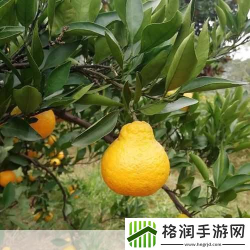 揭秘水果界的双胞胎之谜