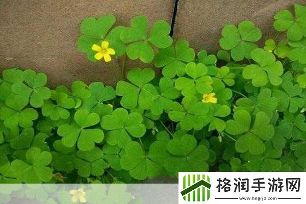 成品站W灬源码1688三叶草怎么获取
