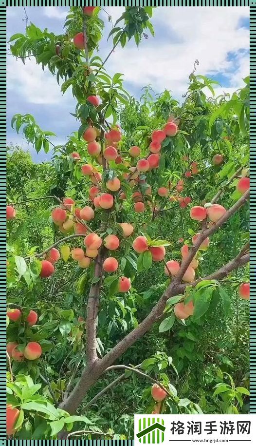 “漂亮的小桃子”