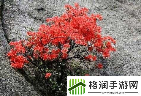 法国春满灿烂海红